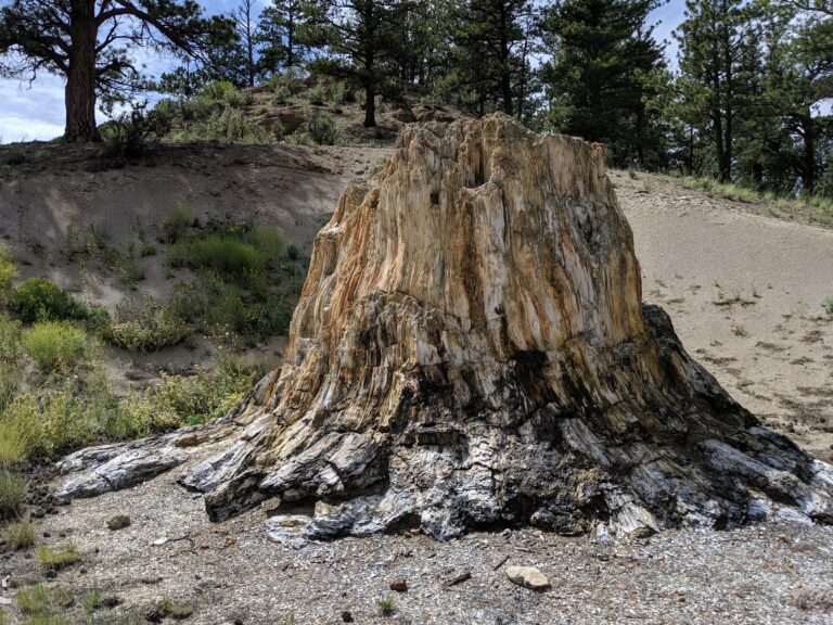 Florissant Fossil Beds National Monument - Petrified Trunk