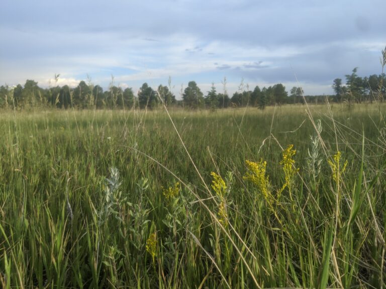 Pineries Open Space - Meadow - Summer