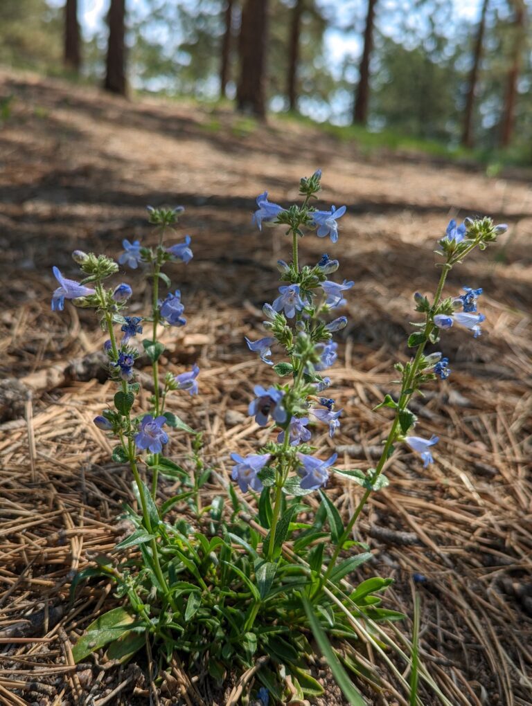 Black Forest Section 16 - Wildflower - Spring