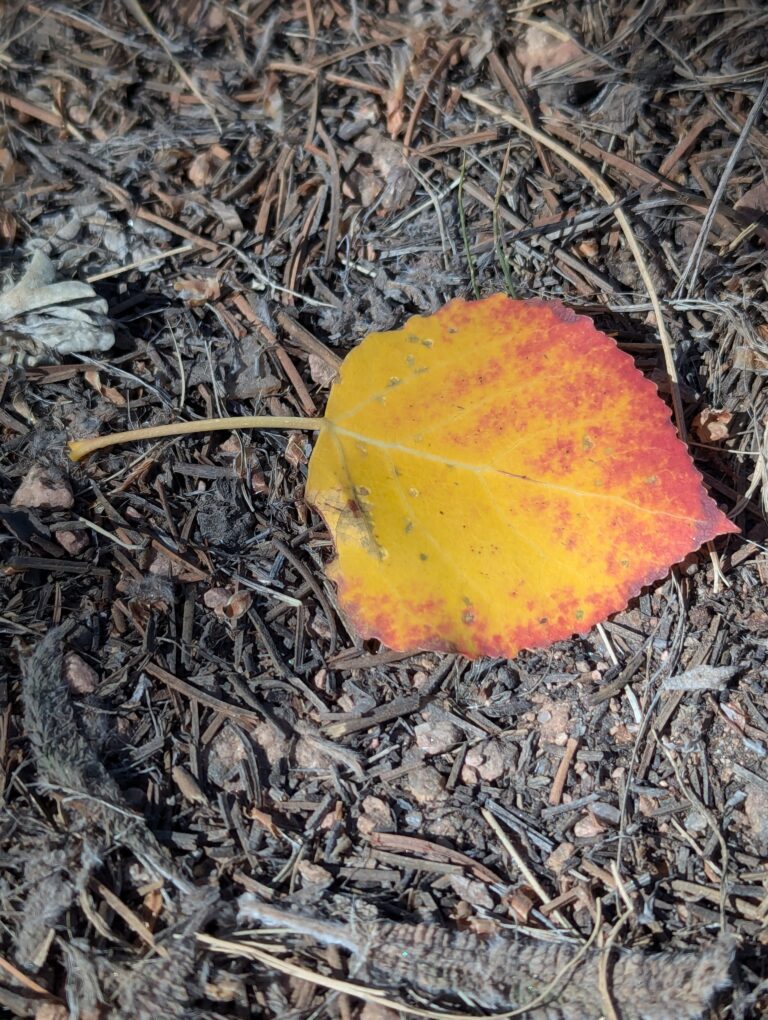 Jones Park - Aspen Leaf