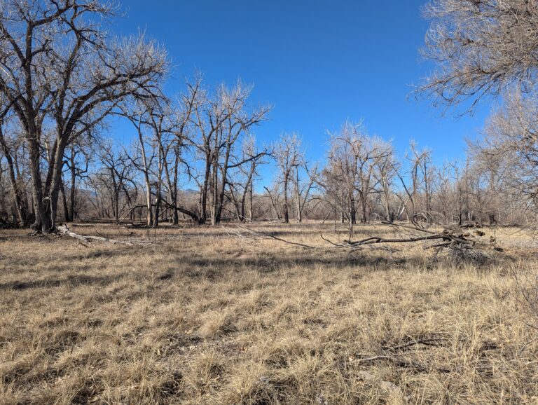 Adams Open Space - Meadow lined with Cottonwood trees - Winter