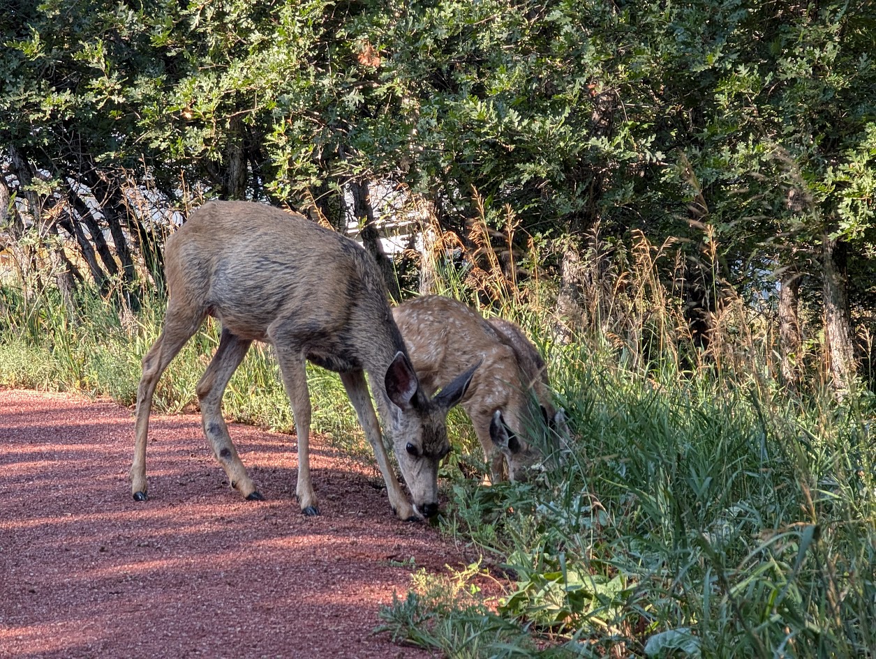 Rockrimmon Trail