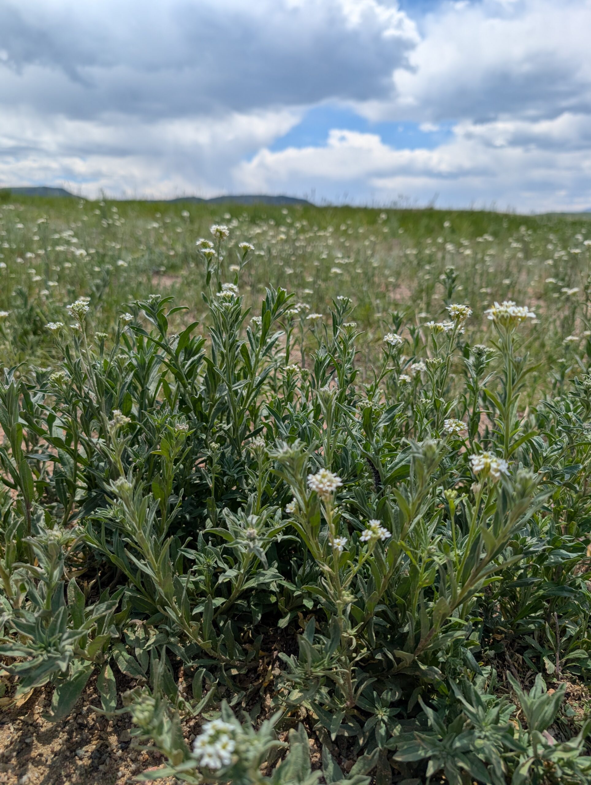 Greenland Open Space 3